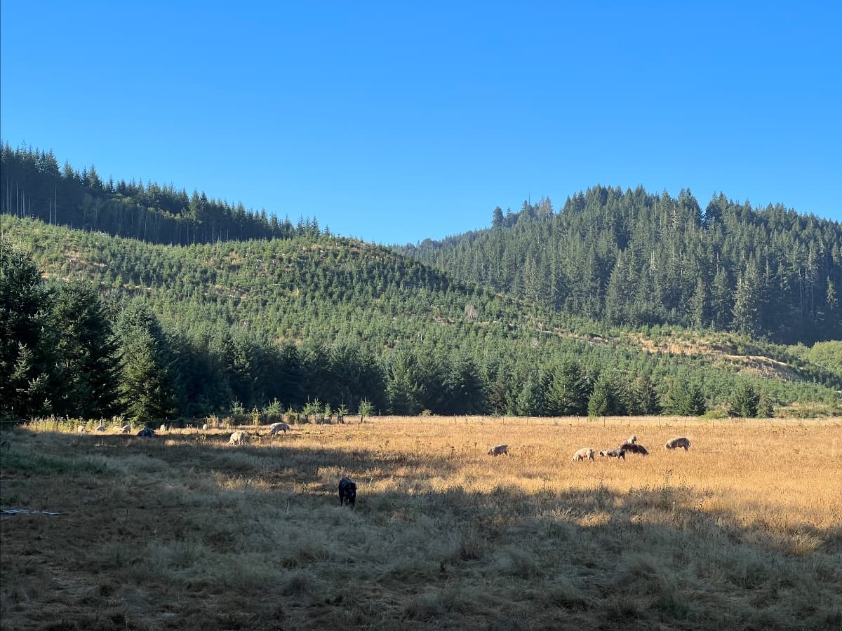 The Bacon Farm image 3