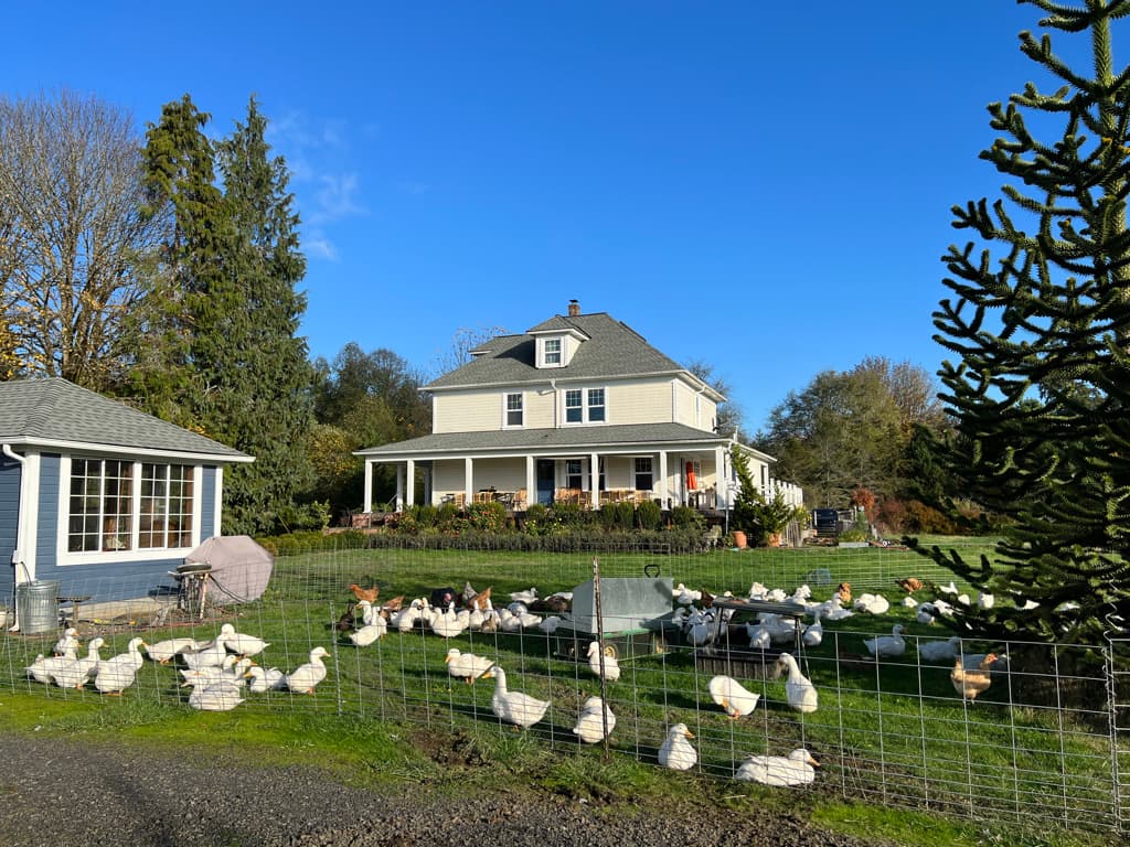 A New Duck Paddock image 1