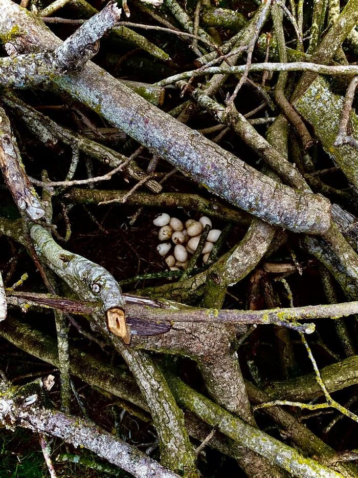 Birthing a Space. A Love Letter from Rose. image 4