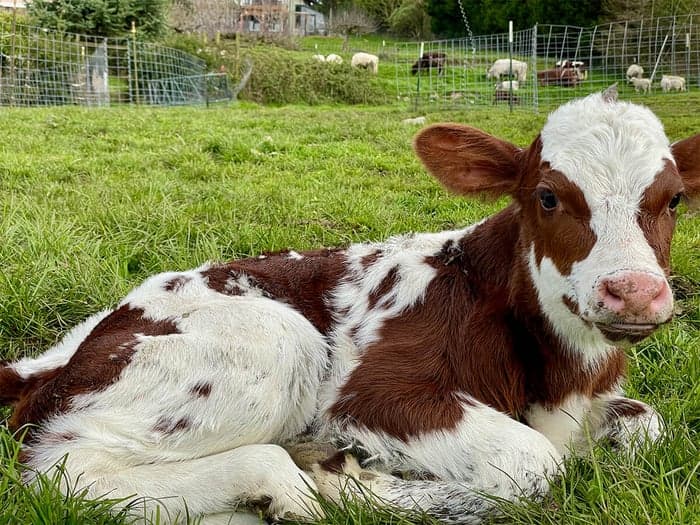 Calving Season on the Farm!
