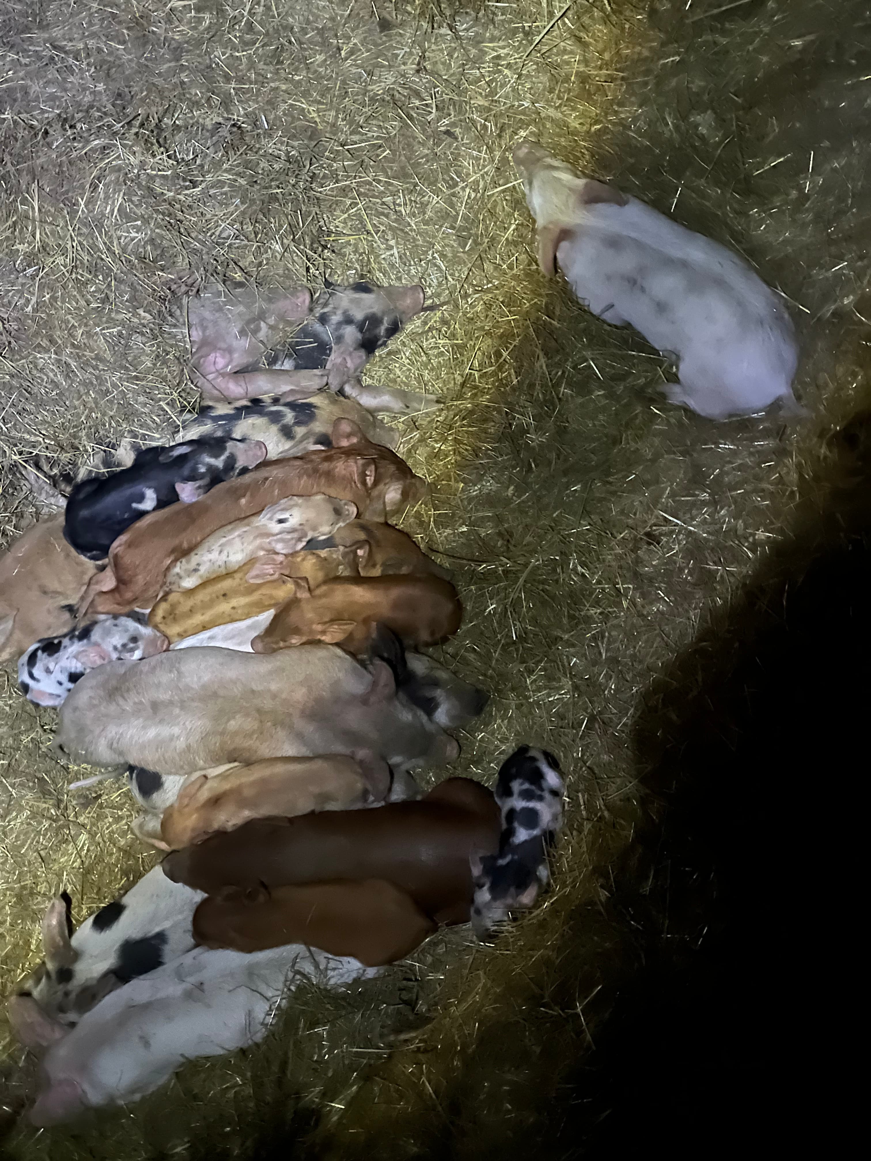 Flood Watch, Chainsaws, Rising Rivers and Rainbows image 5