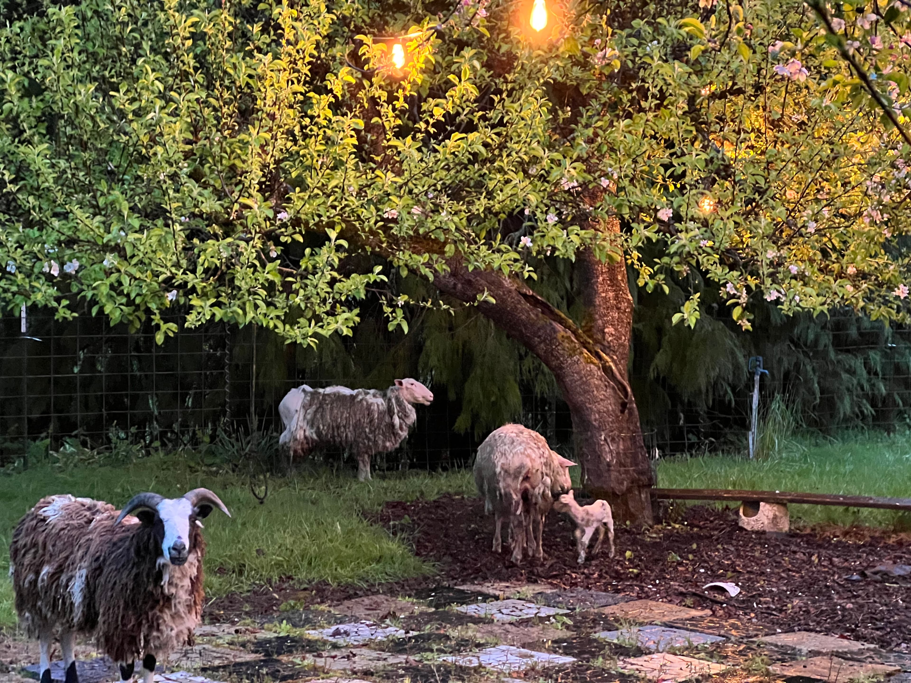 On Top of the World. SpaceX image 4