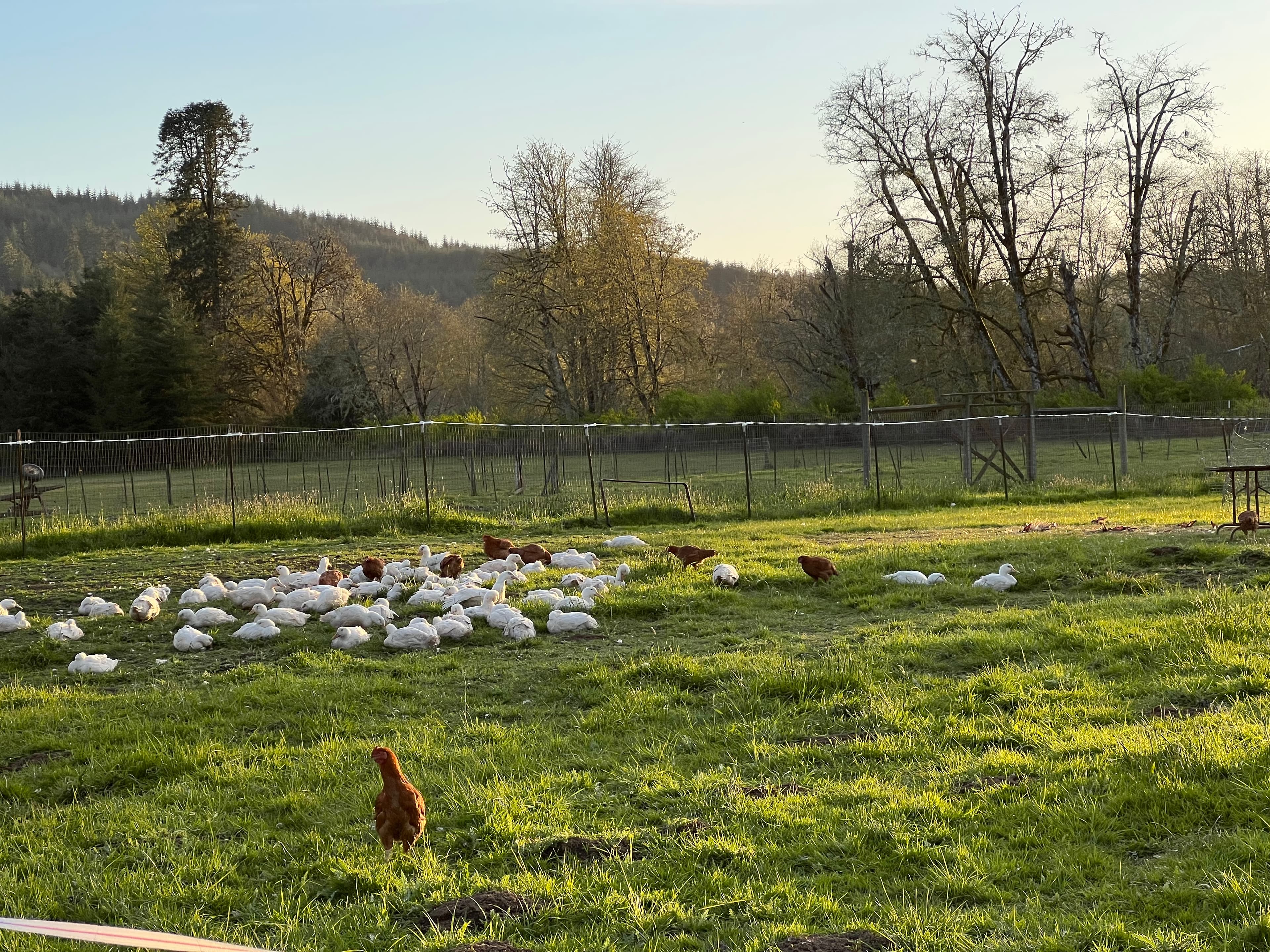 Spring Babies on Pasture image 3