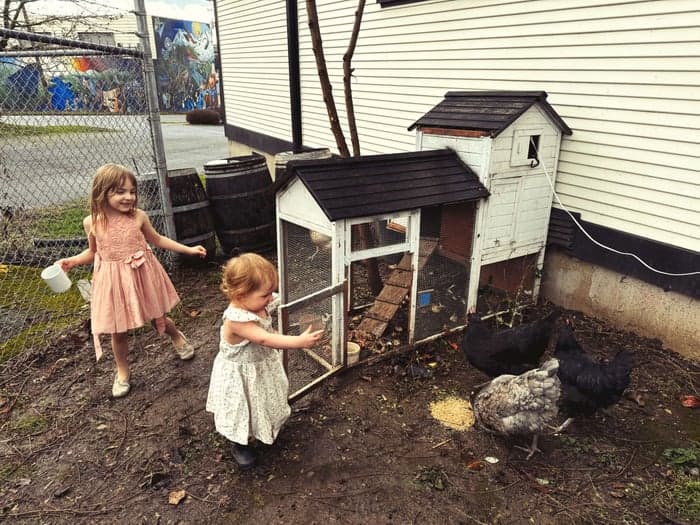 The Urban Chicken Farm, Part Two
